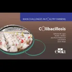 Colibacillosis - Main Challenges in Poultry Farming