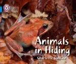 Animals in Hiding