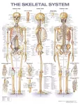 The Skeletal System Anatomical Chart
