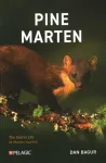 Pine Marten