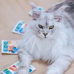 ANIMAL ISLAND Everyday White fish pulled fillets in broth - wet cat food - 85g