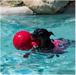 JOLLY PETS Tug-n-Toss M&auml;nguasi Koerale, Sinine M 15cm (Ujub vees)