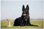 DINGO IGP Apport, Extra (vahetatava keskmikuga) 1kg