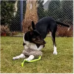 DINGO M&auml;nguasi Koerale Kunstkarusnahast + Kummiga K&auml;epide 55cm