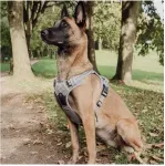 Ne&no &reg; sangaga traksid koerale + t&otilde;mbeid pehmendav lisarihm | XL (amstaff, pitbullterjer)