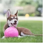 JOLLY PETS Koera M&auml;nguasi Bounce-n-Play, Sinine &Oslash;10cm (Ujub vees)