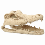 Repti Planet Crokodil Skull terraariumi dekoraat, mittetoksiline, 13,8x6,8x6,5 cm