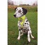Trixie Safer Life Neckerchief helkurkaelarihm koertele, L&ndash;XL: 43&ndash;60 cm