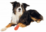 Trixie Bandages iseliimuv elastikside koertele ja kassidele, 5 cm/4.5 m, 4 tk.