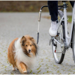 Trixie Biker-Set S - M koertele jalgrattakinnitus vedruga ja helkuriga