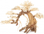 Norimpex Tonce drzewo Bonsai nr 13 70x50 | TN-42103 | 5904479421036