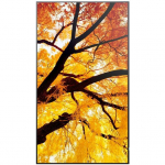 MultiSync M432 43-inch 550cd/m2 24/7 Large Format Monitor | 60006053 | 4550556131018