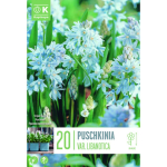 LILLESIBUL KAPITEYN HARILIK PU&Scaron;KIINIA "LIBANOTICA"