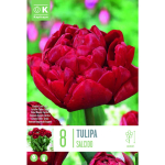 LILLESIBUL KAPITEYN T&Auml;IDIS&Otilde;IELINE TULP "SALCIDO"