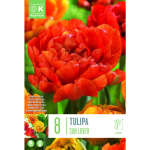 LILLESIBUL KAPITEYN T&Auml;IDIS&Otilde;IELINE TULP "SUN LOVER"