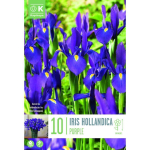 LILLESIBUL KAPITEYN HOLLANDI IIRIS