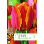 LILLESIBUL KAPITEYN DARWINH&Uuml;BRIIDTULP "APELDOORN'S ELITE"