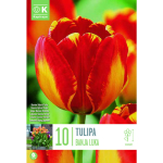 LILLESIBUL KAPITEYN DARWINH&Uuml;BRIIDTULP "BANJA LUKA"