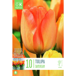 LILLESIBUL KAPITEYN DARWINH&Uuml;BRIIDTULP "DAYDREAM"