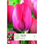 LILLESIBUL KAPITEYN DARWINH&Uuml;BRIIDTULP "VAN EIJK"