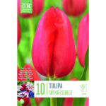 LILLESIBUL KAPITEYN HILINE LIHT&Otilde;IELINE TULP "SKY HIGH SCARLET"10TK PAKIS