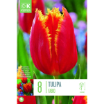 LILLESIBUL KAPITEYN NARMAS&Otilde;IELINE TULP "FABIO" 8TK PAKIS