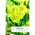 LILLESIBUL KAPITEYN NARTSISS "YELLOW CHEERFULNESS"