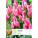 LILLESIBUL KAPITEYN GREIGI TULP "QUEBEC"