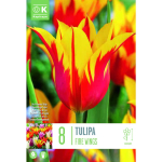 LILLESIBUL KAPITEYN LIILIA&Otilde;IELINE TULP "FIRE WINGS"