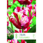 LILLESIBUL KAPITEYN PAPAGOITULP "ESTELLA RIJNVELD"