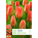 LILLESIBUL KAPITEYN FOSTERITULP "ORANGE BREEZE" 10TK PAKIS