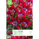 LILLESIBUL KAPITEYN TULP "TINY TIMO" 10TK PAKIS