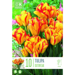 LILLESIBUL KAPITEYN TRIUMFTULP "DWARF OUTBREAK"