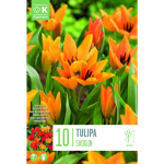 LILLESIBUL KAPITEYN TULP "SHOGUN" 10TK PAKIS