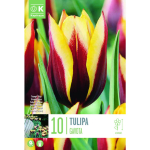 LILLESIBUL KAPITEYN TRIUMFTULP "GAVOTA"
