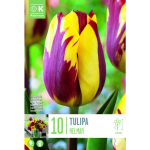 LILLESIBUL KAPITEYN TRIUMFTULP "HELMAR"