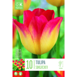 LILLESIBUL KAPITEYN TRIUMFTULP "SUNCATCHER"