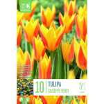 LILLESIBUL KAPITEYN KAUFMANNI TULP "GIUSEPPE VERDI"