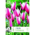 LILLESIBUL KAPITEYN H&Auml;BELIK TULP "PEPPERMINTSTICK"