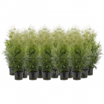 ELUPUU "BRABANT" 60-80CM POTIS KASVANUD, 20TK ALUSEL