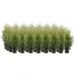 ELUPUU "BRABANT" 60-80CM POTIS KASVANUD, 30TK ALUSEL