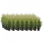 ELUPUU "BRABANT" 60-80CM POTIS KASVANUD, 40TK ALUSEL