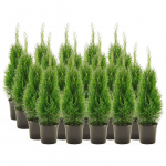 ELUPUU "SMARAGD" 60-80CM POTIS KASVANUD, 20TK ALUSEL