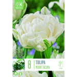LILLESIBUL KAPITEYN T&Auml;IDIS&Otilde;IELINE TULP "MOUNT TACOMA"