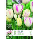 LILLESIBUL KAPITEYN MITME&Otilde;IELINE TULP "GRACELAND"