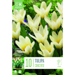 LILLESIBUL KAPITEYN KAUFMANNI TULP "JOHANN STRAUSS"
