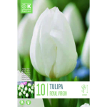 LILLESIBUL KAPITEYN TRIUMFTULP "ROYAL VIRGIN"