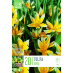 LILLESIBUL KAPITEYN TULP "TARDA"