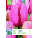 LILLESIBUL KAPITEYN DARWINH&Uuml;BRIIDTULP "PINK IMPRESSION"