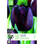 LILLESIBUL KAPITEYN HILINE LIHT&Otilde;IELINE TULP "QUEEN OF NIGHT"